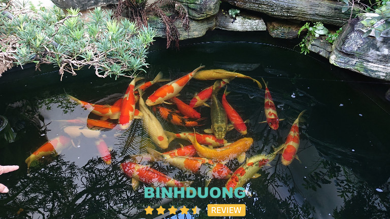 Khánh Ngân Koi Farm, Bình Dương