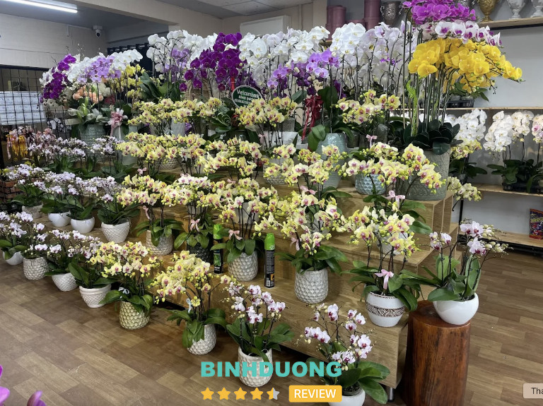 hoa lan hồ điệp của Thiên Đường hoa thủ dầu một
