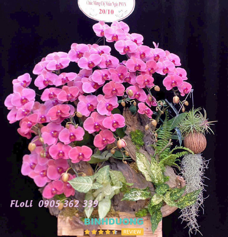 Lan Hồ Điệp FLoLi Bình Dương