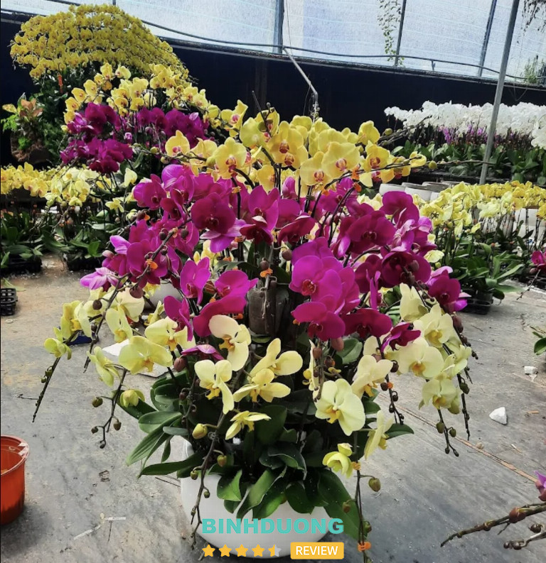 Lan hồ điệp FLoLi Thủ Dầu Một