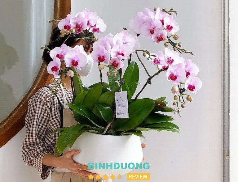 Hoa Linh Lan (Linh Flower), Bình Dương