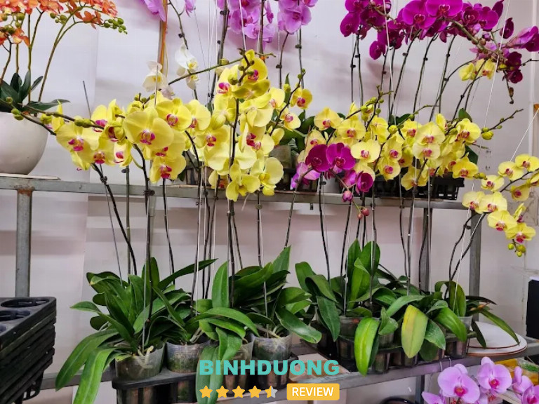 Hoa Lan Phương, Bình Dương