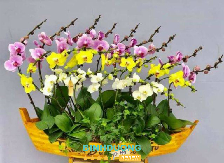 Hoa Lan Gia Hân, TP. Thủ Dầu Một
