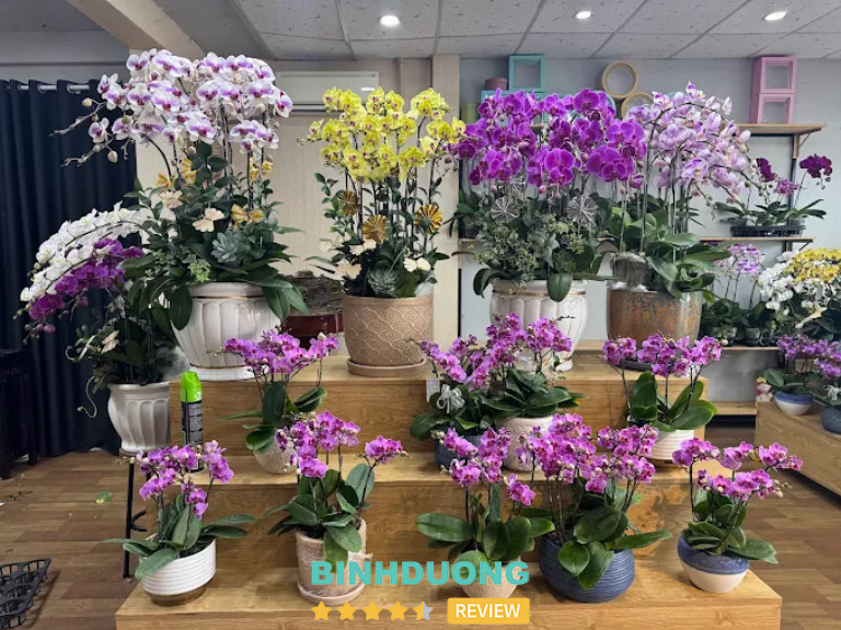 Hoa Lan Hồ Điệp TĐH Group, TP. Thủ Dầu Một