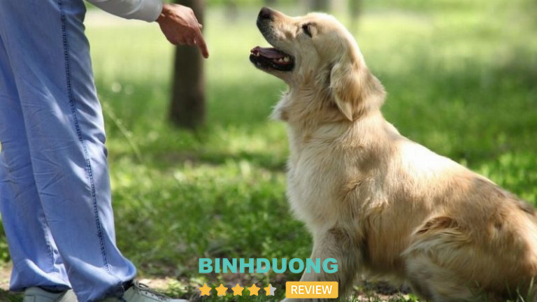 Trại Chó Quân Đoàn 4, Bình Dương