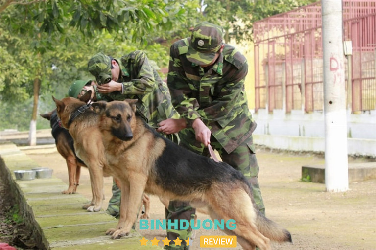 Trung Tâm Huấn Luyện Chó Nghiệp Vụ Huy Hoàng, Bình Dương